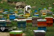 اجرای طرح پایش بیماری‌های زنبور عسل در زنبورستان های استان خوزستان
